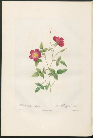 Rosa Indica Stelligera. Le Bengale Etoilé. Chapuy sculp.