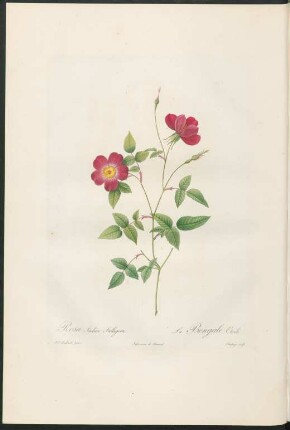 Rosa Indica Stelligera. Le Bengale Etoilé. Chapuy sculp.
