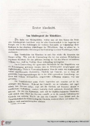 Erster Abschnitt: Vom Schultergürtel der Wirbeltiere