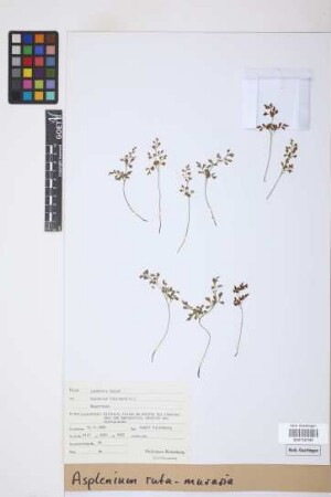 Asplenium ruta-muraria L.