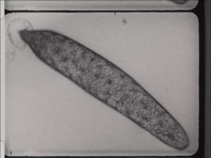 Embryonalentwicklung der Libelle Ischnura elegans