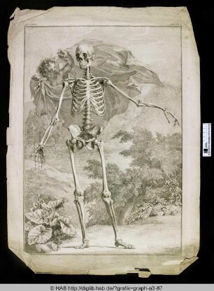 Anatomische Darstellung.