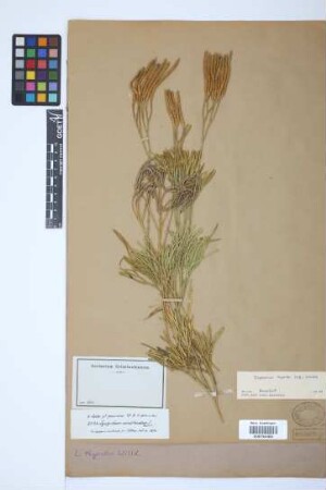 Diphasiastrum thyoides (Humb. & Bonpl. ex Willd.) Holub