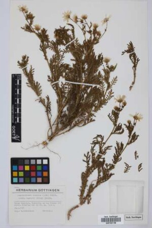 Argyranthemum adauctum dugourii (Bolle) Humphries