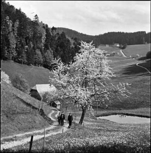 Frühling im Schwarzwald