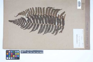 Alsophila villosa (Willd.) Desv.