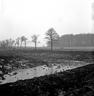 Biotop: vorn Tümpel: dahinter Baumreihe: hinten Zaun und Felder: dahinter Wald
