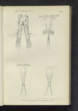 Taf. II. Die Copepoden der unterirdischen Gewässer.