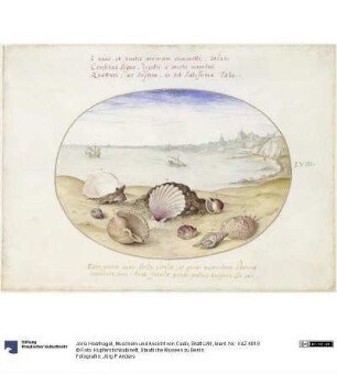 Muscheln und Ansicht von Cadix, Blatt LVIII