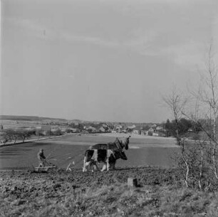 Niedergurig (Berg) : Niedergurig. Blick über ein Feld zum Ort