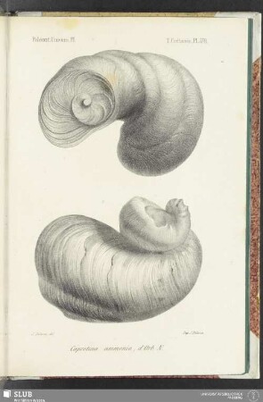Pl. 578