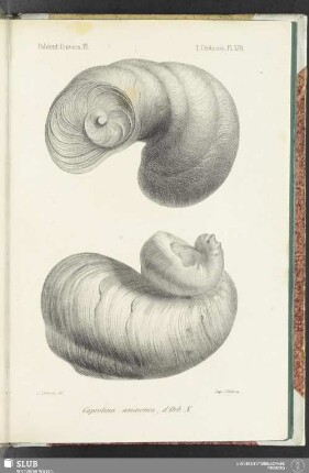 Pl. 578