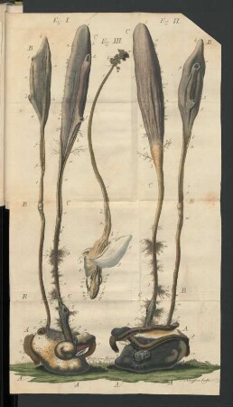 [Fig. I. - Fig. III.]