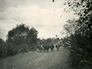 Straße bei Latacunga mit Lamas