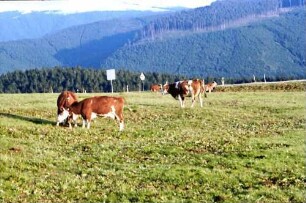 Schauinsland: Feldberg mit Schneehaube; Vordergrund weidende Kühe