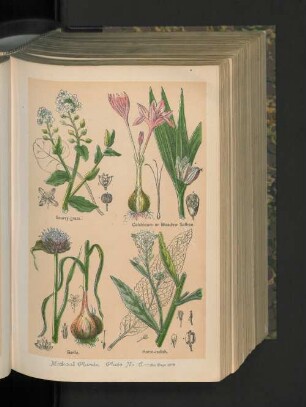 Medical Plants. Plate No. 6.