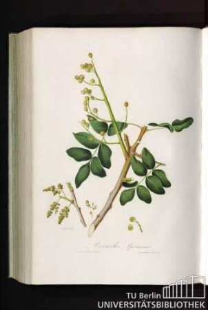 Pistacchio Vero Spontaneo