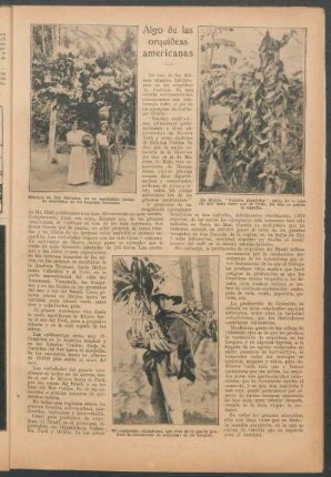 Algo de las orquídeas americanas