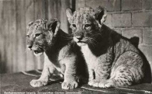 Reichsmessestadt Leipzig: Zoologischer Garten ; Löwenkinder