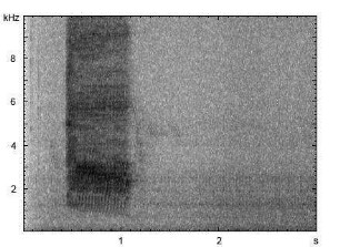 Schwarznackenpirol | Oriolus chinensis - Ruf