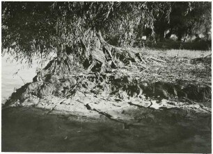 Luftwurzeln an den Weidenstämmen am Ufer des Donaudeltas