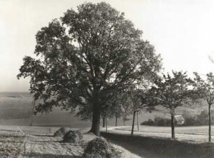 Zettlitzer Eiche : Zettlitz. Eiche als Einzelbaum in einer Ackerbaulandschaft