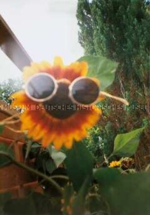 Sonnenblume mit Sonnenbrille in einem Garten(Altersgruppe 14-17)