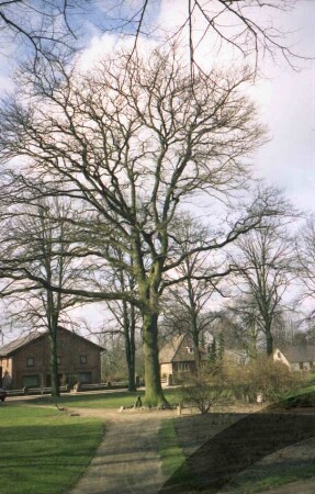 Kirchenweg: Dorfanger: Friedenseiche: an Fuß Gedenkstein 1870/71: im Hintergrund Häuser