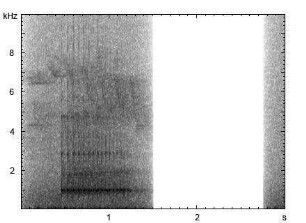 Kleinspecht | Dendrocopos minor - Trommeln