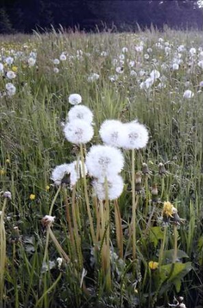 Wiese mit Pusteblumen (Löwenzahn) auf dem Rinken