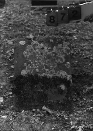 Grabstein 872