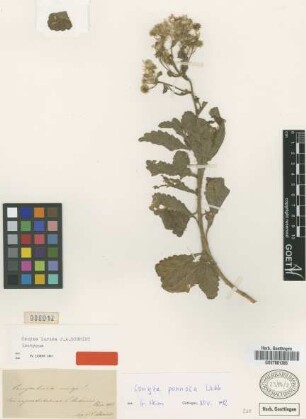Conyza lurida J.A.Schmidt [isotype]