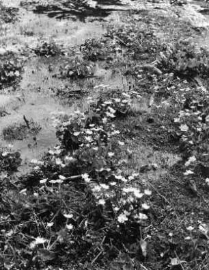 Blumen. Sumpfdotterblumen