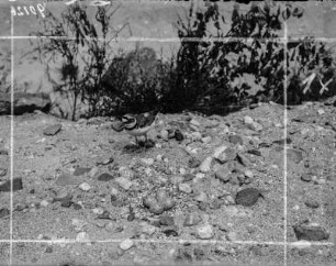 Flussregenpfeifer : Flussregenpfeifer (Charadrius dubius Scopoli) geht zum Gelege.