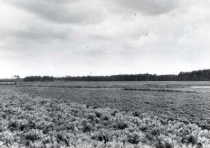Die Heide bei Nochten : Landschaft - Heide. Heide zwischen Sprey (Sprjowje) und Nochten (Wochozy), in der Nähe vom Zigeunerberg (sorbisch: Cyganska hora).