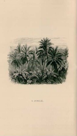 A jungle
