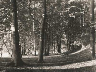 Brandenburg. Herbst im Buchenwald am Südufer des Werbellinsee bei Altenhof