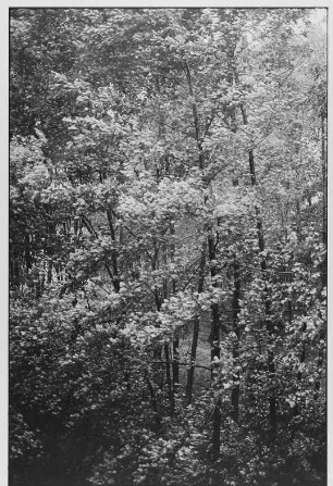 Laubwald
