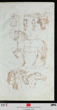 Taf. XIII [Pferdekörper (Proportionen; Zirkelkonstruktion), Pferdeköpfe (frontal, geometrische Konstruktion); Stierköpfe (frontal, Zirkelkonstruktion; Profil, geometrische Konstruktion); Fisch (Zirkelkonstruktion); Pferdeköpfe (div. Ansichten); (Rotdruck)]