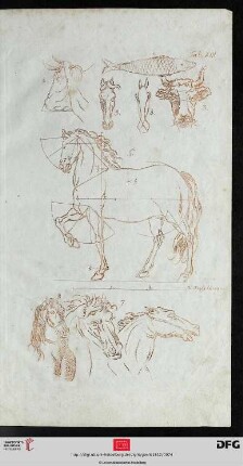 Taf. XIII [Pferdekörper (Proportionen; Zirkelkonstruktion), Pferdeköpfe (frontal, geometrische Konstruktion); Stierköpfe (frontal, Zirkelkonstruktion; Profil, geometrische Konstruktion); Fisch (Zirkelkonstruktion); Pferdeköpfe (div. Ansichten); (Rotdruck)]