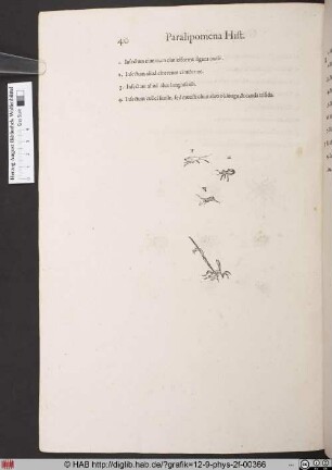 [Verschiedene Insekten]