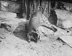 Nasenbär (Nasua rufa Desm.) : Breslau (Wroclaw/Polen). Zoologischer Garten. Nasenbär (Nasua rufa Desm.)