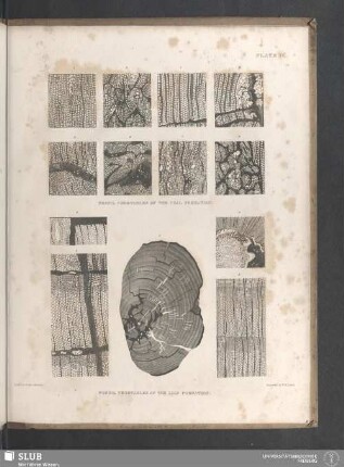 Plate IV. Fossil Vegetables of the Coal Formation. Fossil Vegetables of the Lias Formation