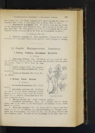 2. Gattung. Enzian. Gentiana.