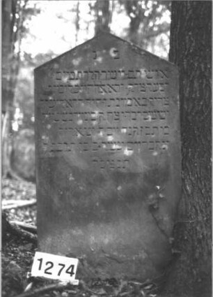Grabstein 1274 (Index: 99900107) Material: Sandstein Zustand: gut erhalten Maße HxBxT: 114x65x13 cm Beschreibung: Stele mit Dreiecksabschluss, teilweise in Baum eingewachsen: Grabstein 1274
