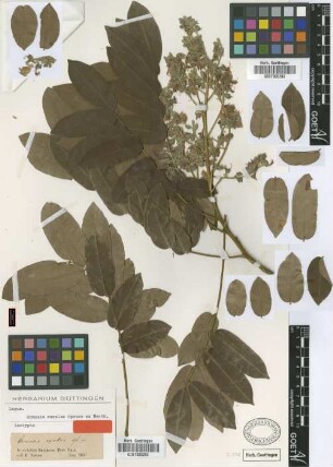Ormosia excelsa Spruce ex Benth. [isotype]