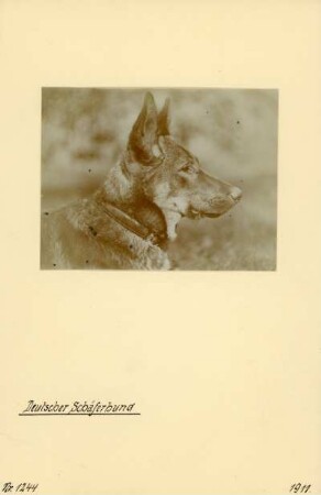 Deutscher Schäferhund