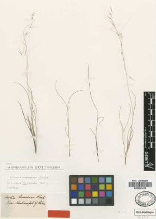 Aristida roemeriana Scheele [isotype]