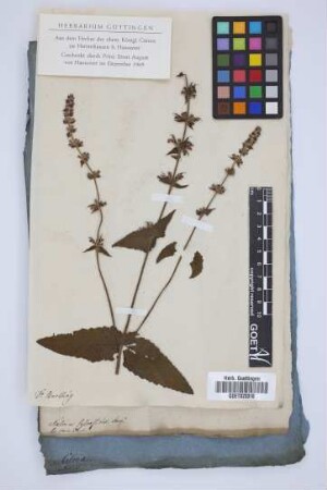 Salvia sylvestrris Jacq.