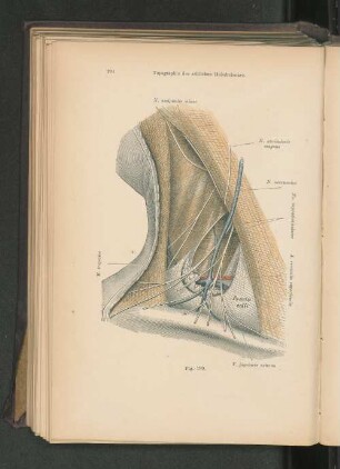 Fig. 199. Topographie des seitlichen Halsdreieckes.